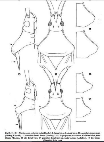Réf. 219 895 : Haploprocta divers